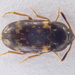 Mycetophagus atomarius - Photo (c) Kevin Gielen, alguns direitos reservados (CC BY-NC), uploaded by Kevin Gielen