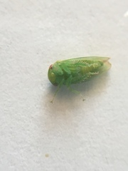 Hyalojassini