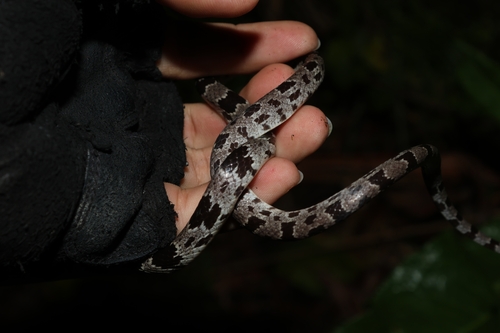 Formosa Wolf Snake
