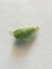 Hyalojassini