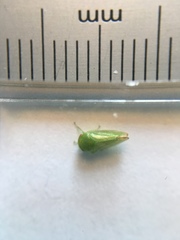 Hyalojassini