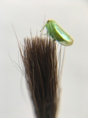 Hyalojassini