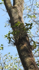 Guarianthe aurantiaca