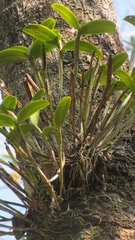 Guarianthe aurantiaca