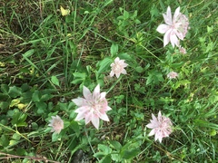 Astrantia maxima