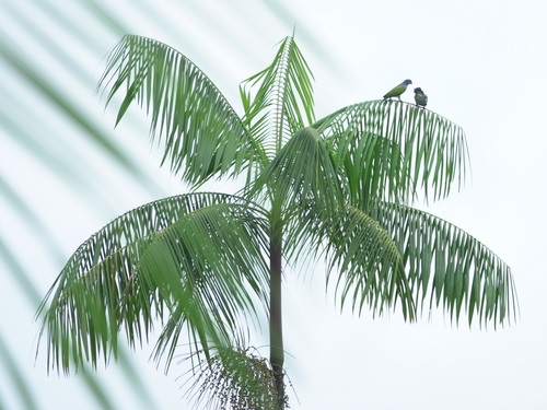 Foto de Açaí-solteiro