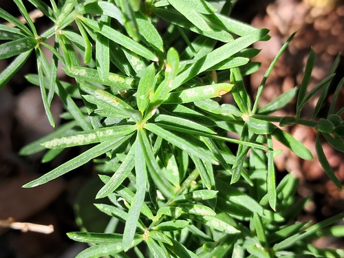Asparagus aethiopicus