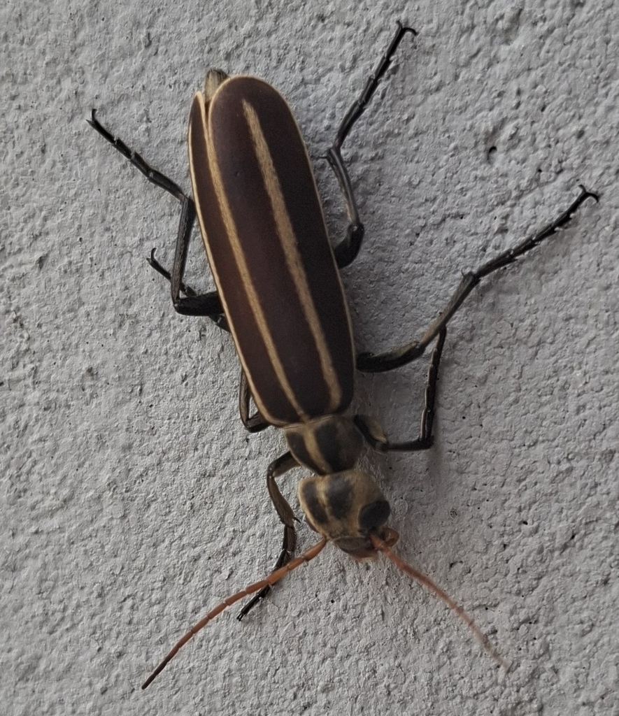 Pinstripe Blister Beetle