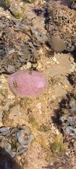 Brazilian Starlet Coral