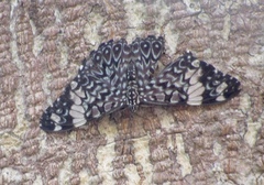 Hamadryas amphinome mazai