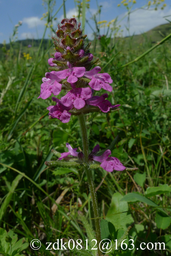 Pedicularis spicata iNat (3)