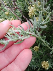 Helichrysum revolutum