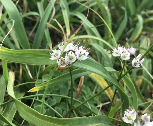 Allium virgunculae iNat (1)