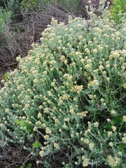 Helichrysum revolutum