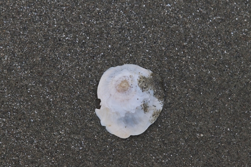 Onustus exutus observed 2025-03-02