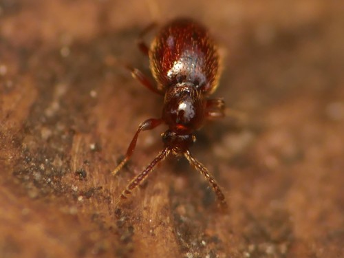 Stenichnus godarti