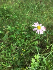 Tanacetum coccineum