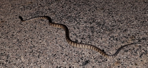 Black-headed Python sighting