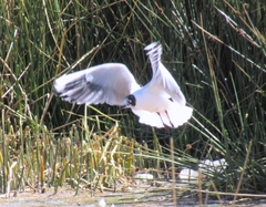 Chroicocephalus serranus