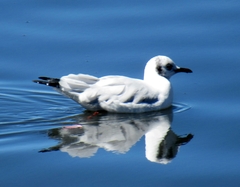 Chroicocephalus serranus