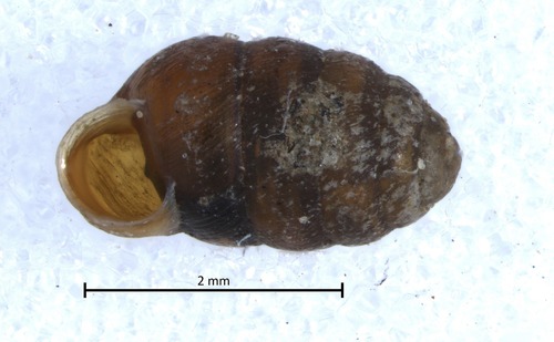 Moss Chrysalis-snail, Bacău, RO, photo 7 of 10