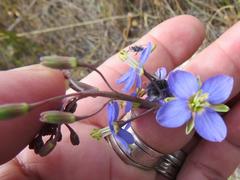 Heliophila linearis linearifolia