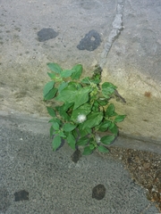 Parietaria officinalis