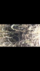 Aspidoscelis neotesselatus