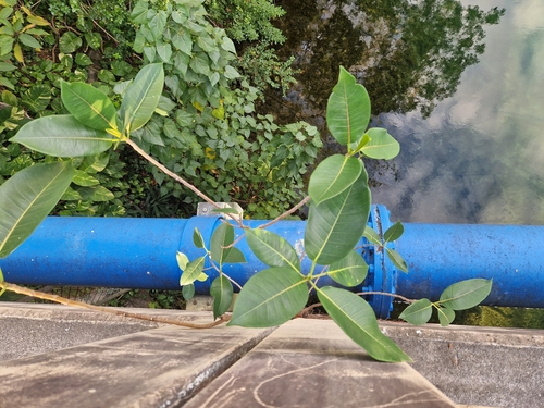 Image of Ficus aurea by (c) Jens-Christian Svenning, some rights reserved (CC BY)