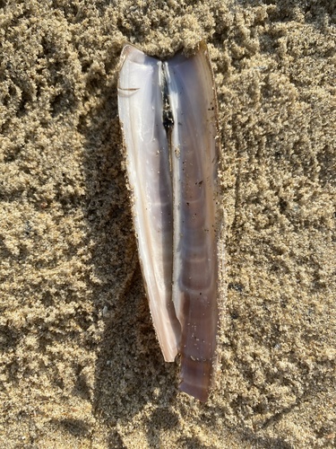 Atlantic Jackknife, Strand van Burgh-Haamstede, Haamstede, Zeeland, NL, photo 8 of 10