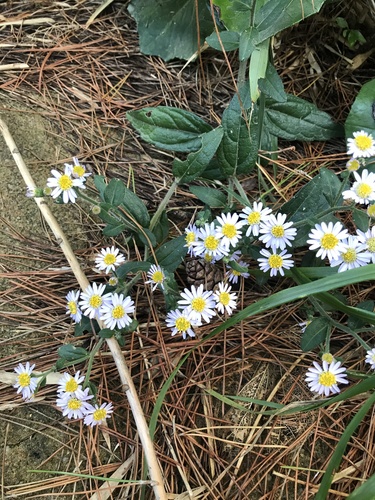 Aster koshikiensis iNat (1)