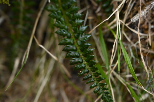 Image of Thornleaf Holly Fern (Polystichum acanthophyllum) by (c) 曾昱承 Yu-Cheng Zeng, some rights reserved (CC BY)