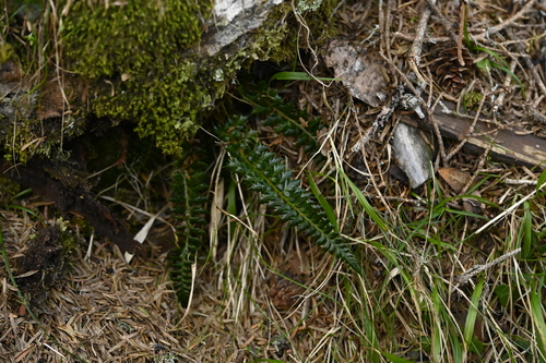 Image of Thornleaf Holly Fern (Polystichum acanthophyllum) by (c) 曾昱承 Yu-Cheng Zeng, some rights reserved (CC BY)