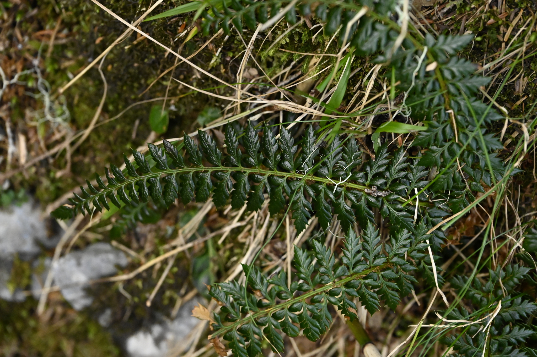 Thornleaf Holly Fern (Polystichum acanthophyllum)