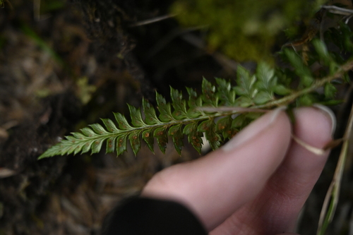 Image of Polystichum acanthophyllum by (c) 曾昱承 Yu-Cheng Zeng, some rights reserved (CC BY)