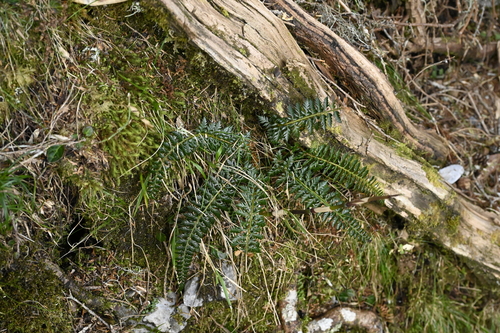Image of Thornleaf Holly Fern (Polystichum acanthophyllum) by (c) 曾昱承 Yu-Cheng Zeng, some rights reserved (CC BY)