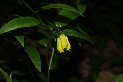 Disporum shimadae (Disporum shimadae)