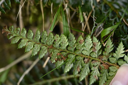 Image of Polystichum acanthophyllum by (c) 曾昱承 Yu-Cheng Zeng, some rights reserved (CC BY)