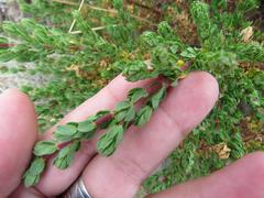 Cliffortia polygonifolia polygonifolia
