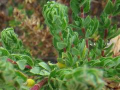 Cliffortia polygonifolia polygonifolia