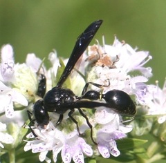 Zethus spinipes spinipes