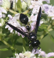 Zethus spinipes spinipes