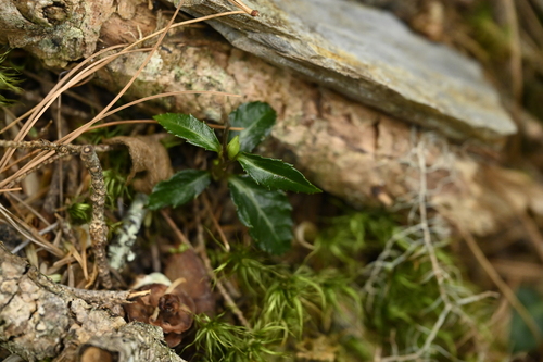 Image of Chimaphila japonica by (c) 曾昱承 Yu-Cheng Zeng, some rights reserved (CC BY)