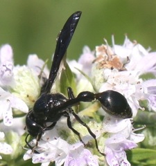 Zethus spinipes spinipes