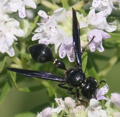 Zethus spinipes spinipes