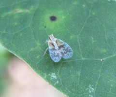 Bothriocera maculata