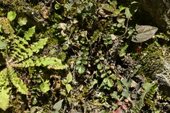 Rubus taiwanicola, photograph (c) 曾昱承 Yu-Cheng Zeng, some rights reserved (CC BY)
