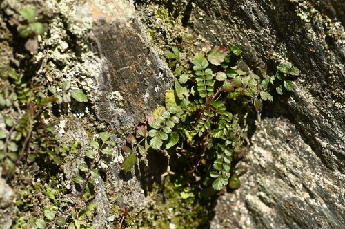 Rubus taiwanicola, photograph 6