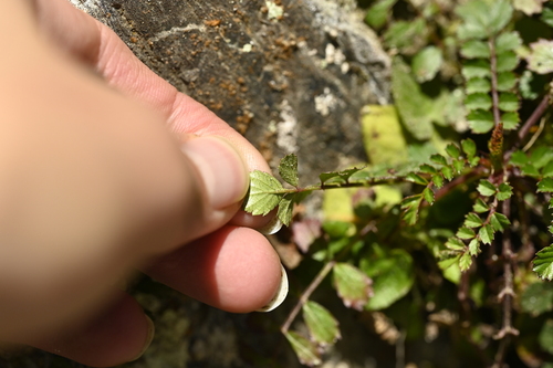 Rubus taiwanicola, photograph 5