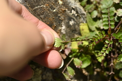 Rubus taiwanicola, photograph (c) 曾昱承 Yu-Cheng Zeng, some rights reserved (CC BY)